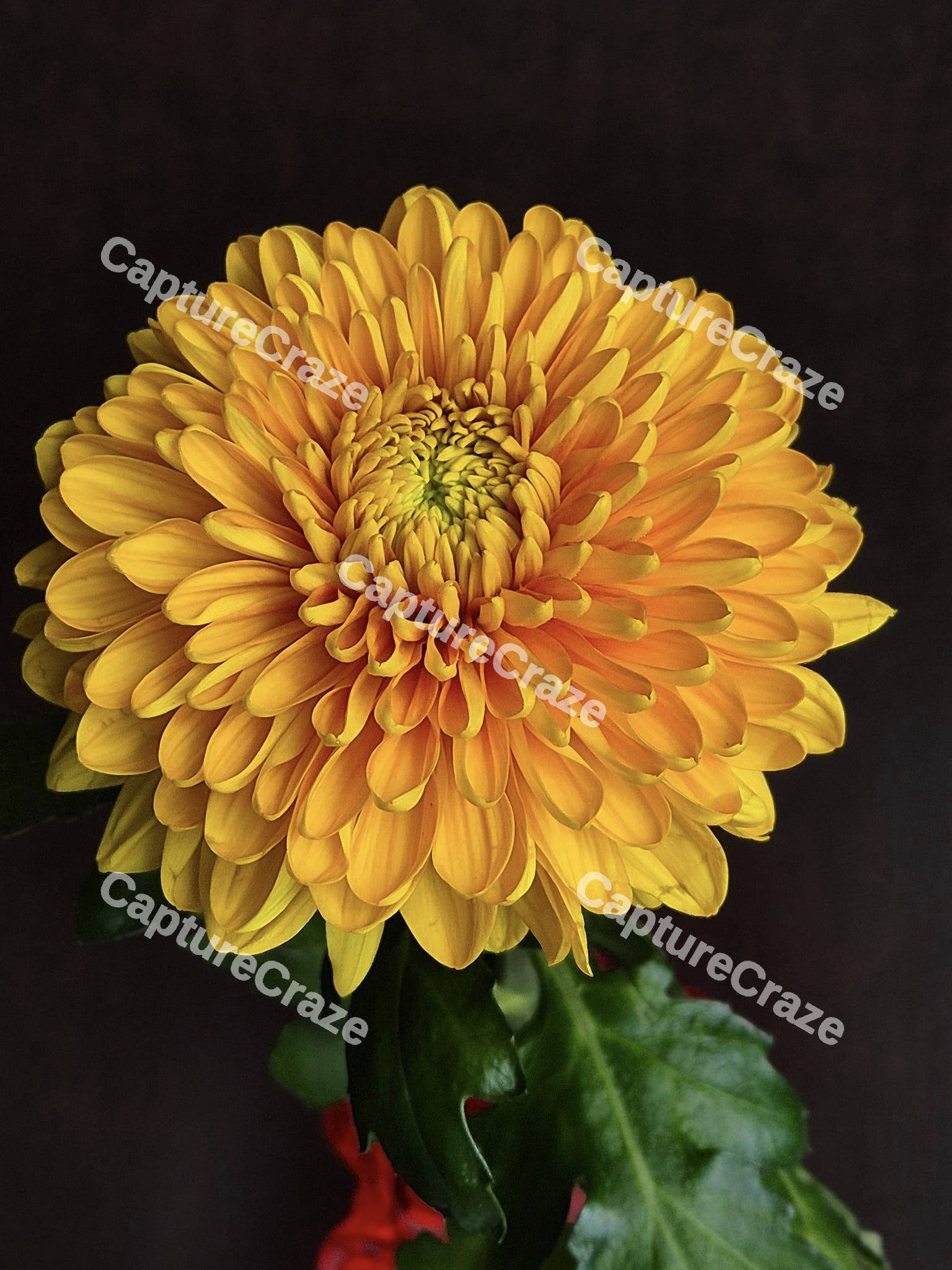 Yellow Dahlia flower